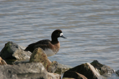 Topper, ♀ 1  Friesland 5-3-2008