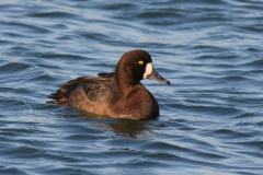 Topper, ♀ 1 Lauwersoog 30-11-2011