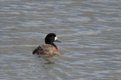 Topper, ♀ 2  Friesland 5-3-2008