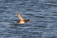 Topper, ♀ 2 Lauwersoog 30-11-2011