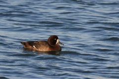 Topper, ♀ 3 Lauwersoog 30-11-2011