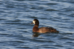 Topper, ♀ Lauwersoog 30-11-2011