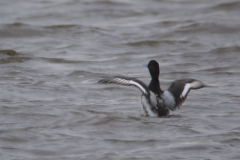 Topper, ♂  Lauwersmeer 2-2-2014