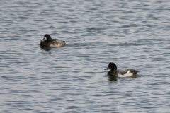 Topper, ♂ en ♀ Friesland 5-3-2008