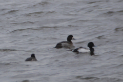 Topper, ♂ en ♀ Lauwersmeer 2-2-2014