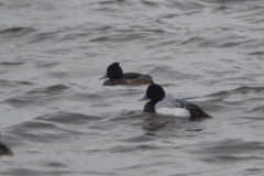 Topper, ♂ en Kuifeend Lauwersmeer 2-2-2014