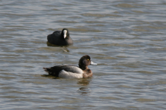 Topper, ♂ en Meerkoet Friesland 5-3-2008