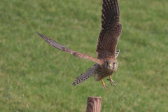 Torenvalk, ♀ Eemshaven 4-3-2012