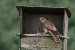 Torenvalk, ♀ Groningen-kust 27-6-2023