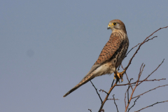 Torenvalk, ♀ Lauwersmeer 17-3-2016