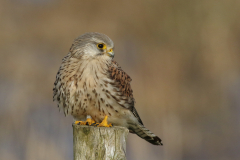 Torenvalk, ♂ 1 Onlanden 14-3-2021