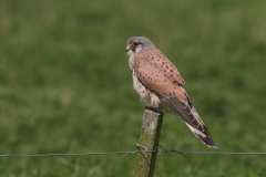 Torenvalk, ♂  Groningen-kust 7-5-2024