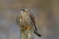 Torenvalk, ♂ Onlanden 14-3-2021