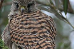 Torenvalk, 1e kj. Texel 14-10-2013 b