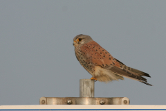 Torenvalk, adult ♂ 1 Groningen-kust 15-4-2009