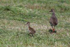 Tureluur 1-Ameland 16-6-2019