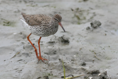 Tureluur 1-Lauwersmeer 29-5-2010