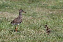 Tureluur-Ameland 16-6-2019