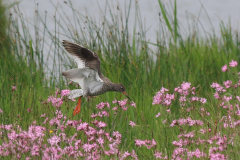 Tureluur-Ameland 23-5-2014