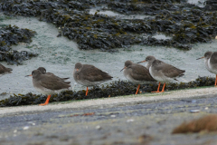 Tureluur-Eemshaven 14-1-2012