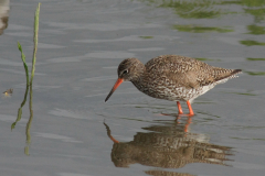 Tureluur-Lauwersmeer 20-6-2014