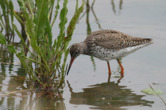 Tureluur-Lauwersmeer 29-5-2010