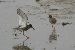 Tureluur-Lauwersmeer 4-5-2014