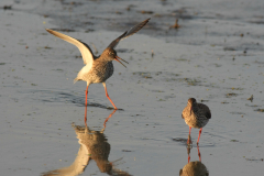 Tureluur-Lauwersmeer 5-5-2015