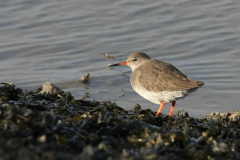 Tureluur-Lauwersoog 2-2-2014