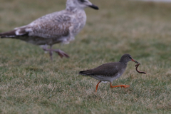 Tureluur-Lauwersoog 22-12-2023