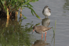 Tureluur en Kleine geelpootruiter-Lauwersmeer 20-6-2014