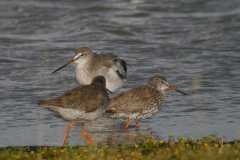 Tureluur en Zwarte ruiter Groningen-kust 6-8-2016