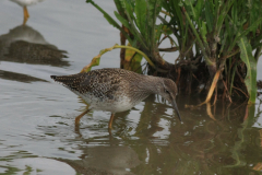 Tureluur, juv. 1-Lauwersmeer 20-6-2014