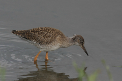 Tureluur, juv.-Lauwersmeer 20-6-2014