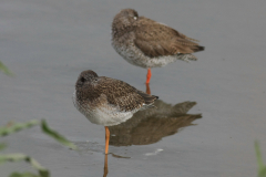 Tureluur,  juv. en adult-Lauwersmeer 20-6-2014