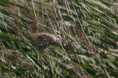 Turkestaanse klauwier, ♀ 11  Lauwersmeer 22-8-2019