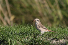 Turkestaanse klauwier, ♀ 5  Lauwersmeer 22-8-2019