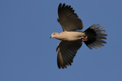 Turkse tortel Ameland 18-6-2019