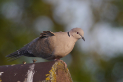 Turkse tortel Groningen-stad 24-5-2015