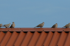 Turkse tortel-Texel 5-10-2019