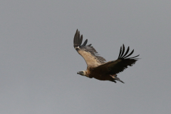 Vale gier, onvolwassen, 1 Texel 29-5-2022