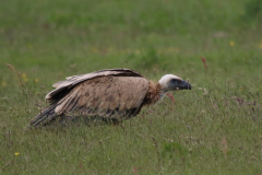 Vale gier, onvolwassen, 2 Texel 29-5-2022