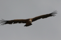 Vale gier, onvolwassen, 3 Texel 29-5-2022