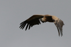 Vale gier, onvolwassen, 4 Texel 29-5-2022