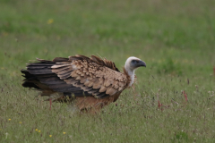 Vale gier, onvolwassen, 5 Texel 29-5-2022