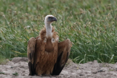 Vale gier, onvolwassen, 6 Texel 29-5-2022