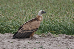 Vale gier, onvolwassen, 7 Texel 29-5-2022