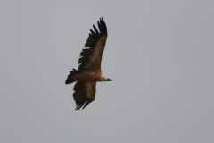 Vale gier, onvolwassen, 9 Texel 29-5-2022