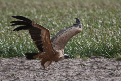 Vale gier, onvolwassen, Texel 29-5-2022