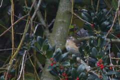 Vale lijster, 1e kj. ♀ 2 -Friesland 16-11-2020